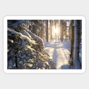 Sunshine in winter forest evening Sticker